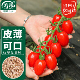 寿禾 圣女果种子小番茄西红柿蔬菜种籽 潍育红妍1号圣女果种子80粒