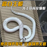 SMVP玉米蛇活物真蛇宠物蛇爬宠幼体翠青异宠宠物白化蛇宠无毒金边 高白王【苗】新手推荐