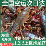 湖北潜江自产自销清水稻田鲜活小龙虾5斤装大虾超大（干净免刷） 1.2两起步巨炮五斤（7-8只）净重