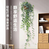 乡村小花医【常春藤】室内藤蔓垂吊兰长春藤吸甲醛爬常青藤金边绿植植物阳台 育苗盆发货