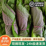 新鲜苏子叶韩国烤肉紫苏叶粘豆包叶即食蔬菜现摘菜叶非露天紫苏 现摘1000克(不是露天紫苏)