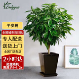 Only you【两小时达】发财树大型盆栽绿植花卉室内客厅办公室开业乔迁送礼 平安树