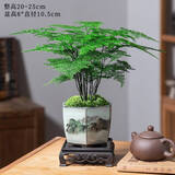 花翁文竹盆栽绿植物室内客厅中式禅意盆景办公室摆件高端花卉源头直发