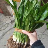 格沃斯泰国新鲜香菜野生刺芹芫西老缅芫荽云南大香菜傣 1斤-大香菜带根