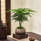 八芽文竹盆栽植物室内客厅中式禅意盆景好养绿植办公室摆件创意花卉 莲花盆文竹（含紫砂托盘、木托） 带盆栽好