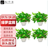 九千谷绿萝盆栽除甲醛室内桌面绿植盆景百搭植物自吸盆4盆源头直发