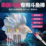 赛级泰国斗鱼超大婚纱尾纯白半月公观赏鱼热带鱼桌面宠物好养耐活 泰国斗鱼随机逗鱼棒一个