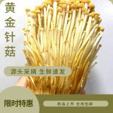 新鲜现摘黄金针菇正宗金针菇4斤装2000g食用菌菇火锅煲汤涮菜蘑菇 1000g