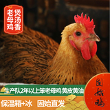 南山秋色固始鸡农家散养土鸡新鲜整只走地笨鸡红烧炖汤食材 2年黄油老母鸡3斤以上