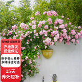 欧芽蔷薇花苗藤本月季特大庭院爬藤植物花卉盆栽阳台爬墙 粉色蔷薇(小花) 1.3-1.5米高度