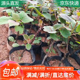 萌肉居猕猴桃树苗嫁接种苗地栽盆栽水果树苗木猕猴桃中小苗1棵源头直发