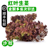【顺丰】羽衣甘蓝 新鲜沙拉菜 都市健康轻食蔬菜 红叶生菜500g