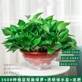 行湘绿萝盆栽新房绿植盆栽净化空气 360#绿萝1盆+透明吸水盆 源头直发