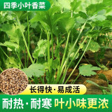 原起点小叶香菜小香葱种子四季播菜籽阳台盆栽蔬菜农家老品种秋冬季种籽 四季小叶香菜【1包 约1600粒】