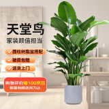 双盟天堂鸟大型植物客厅绿植盆栽办公室内鹤望兰好养落地网红源头直发