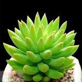 多肉植物自选套餐系列组合搭配花卉盆栽绿植精品多肉新手入门 千佛手3-4厘米 送盆土