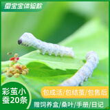 卓盛花卉【当天发货】蚕宝宝活体蚕卵学生科学养蚕套装蚕种蚕籽彩色茧工具 体验款【结茧彩色】