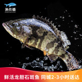 渔传播【活鲜】同城速配 海南鲜活龙胆石斑鱼2-2.5kg/条 海鲜活鱼