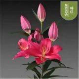香水百合种球四季花卉好养易活盆栽室内花植物种球浓香百合花种球 特红多头花包活包对版 百合种球一颗