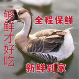 臻藓钰10斤大鹅新鲜大白鹅散养老鹅鹅肉整只鹅雁鹅超大只笨鹅肉 9-10斤