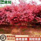 黛陌日本红枫树苗美国红枫树苗日本红枫苗红舞姬嫁接红枫盆景盆栽地栽 日本红枫5公分（树形优美） 其它