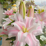 鑫意香水百合种球盆栽四季开花花卉种子种球百合花种球易养护花卉绿植 粉色香水百合种球4个+肥料一包