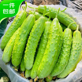 京百味海阳白玉黄瓜 4斤水果小黄瓜生吃脆鲜 现摘新鲜蔬菜源头直发