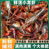 河乡虾农【顺丰空运】湖北鲜活小龙虾清水虾现捕现捞青壳红壳特大活体新鲜 5斤-大虾6789(大概75只)