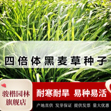 骏楷园林进口牧草种子多年生黑麦草鱼草四季可种耐寒养殖鸡鸭鹅猪牛羊种籽 一年生黑麦草种子1斤