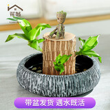 花翁 巴西+幽山盆+格鲁特+鹅卵石水培植物桌面绿植盆栽花卉源头直发