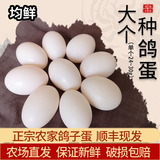 均鲜大个种鸽蛋礼盒装新鲜鸽子蛋杂粮喂养养殖信鸽蛋白鸽蛋孕妇宝宝 20枚 450g 大个种鸽蛋