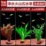 疯狂水草（FKSC）真水草鱼缸造景套餐净化水质懒人鱼缸水草植物直接入缸蜈蚣草 【火山石石】红火组合二3棵