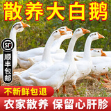 归隐（GUIYIN）农家散养大白鹅嫩鹅土鹅肉青年鹅新鲜现杀鹅肉生鲜草鹅生鲜鹅肉 杀后4-5斤（细心保留心肝胗）