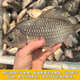 云映渔舟 微山湖生态大鲫鱼(净膛) 生态活鱼现杀淡水鱼生鲜孕产妇下奶炖汤 特大鲫鱼（每2斤3条） 2斤（杀好损耗15％）