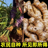 正宗云南小黄姜 新鲜生姜 调味新鲜食材蔬菜 农家自种 食用月子姜 小黄姜 3斤