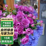 泰西丝灌木月季花树苗庭院阳台花卉绿植四季浓香盆栽蔷薇玫瑰花源头直发
