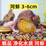 黄金螺除藻螺冷水淡水螺鱼缸观赏螺吃青苔藻类 3-6厘米净水小河蚌2只送1只备损