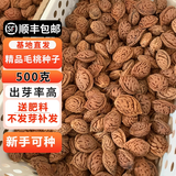 耘淘 毛桃种子新种子 桃树种子 毛桃核种子 春天冬天播种春天出芽 毛桃种子1斤
