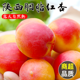 康田汇 头茬新鲜大黄杏新鲜水果现摘陕西酸甜孕妇杏子应季水果 胭脂红杏2-2.5斤精选装 更好吃 源头直发