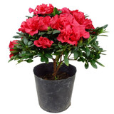 种花迷比利时花盆栽四季开花杜鹃花盆景花卉杜鹃花苗室内客厅阳台绿色植 印度红 三年苗(带花苞)