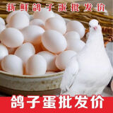 鲜蛋【严选】农家鸽子蛋新鲜散养蛋正宗鸽蛋初生信鸽草鸽蛋五谷杂粮蛋 50枚初生蛋