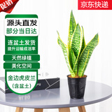 萌肉居金边虎皮兰盆栽虎尾兰耐旱桌面绿植花卉金边虎皮兰原盆源头直发