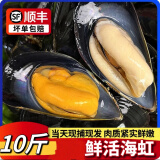 海捕大青口贝鲜活特大海虹淡菜新鲜冷冻海鲜贻贝青口贝水产 1斤尝鲜装