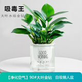 绿荫巷子大叶绿公主金钻植物办公室内客厅花卉吸甲醛好养易活绿植盆栽 【自吸盆】大叶金钻 易养