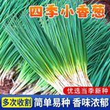 小香葱种子四季播种春夏秋火分葱种籽室内阳台盆栽葱种子蔬菜种孑 四季种植小香葱种子 精选好种1包(1000粒)