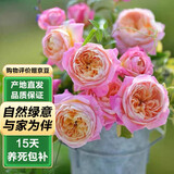 泰西丝灌木月季花树苗庭院阳台花卉绿植四季浓香盆栽蔷薇玫瑰花源头直发