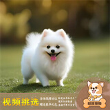 梦茜儿纯种博美犬球形博美幼犬活体宠物狗狗茶杯犬博美狗小白狗小体博美 宠物级 公