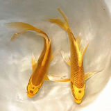 墨一金鱼活鱼黄金锦鲤鱼招财风水鱼龙凤锦鲤好养耐活冷水观赏鱼 黄金锦鲤14-16公分2条