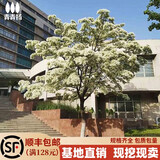 黛陌流苏花树苗流苏树小苗庭院门前风景树绿化苗木大树油根子园林 4公分粗 【一级苗】 其他