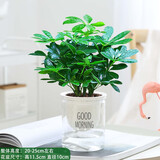 鸭脚木盆栽绿萝箩花卉植物室内花水培绿植多肉好养发财树吸除甲醛 鸭脚木25-30cm+早安盆+营养液 含盆